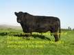 Презентация 'Characterization of Beef Cattle Breeds', 6.