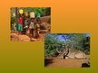 Презентация 'Āfrikas dabas problēmas', 13.