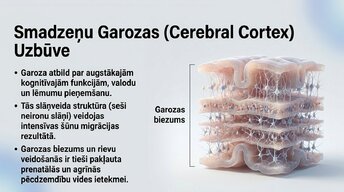 Презентация 'Ievads neirobioloģijā: agrīnās vides ietekme uz smadzeņu attīstību', 3.