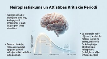 Презентация 'Ievads neirobioloģijā: agrīnās vides ietekme uz smadzeņu attīstību', 10.