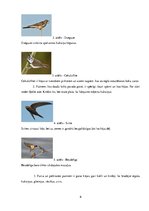 Образец документа 'ZPD paraugs - putnu pielāgotība barības ieguvei un dzīves videi', 6.