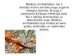 Презентация 'Invazīvās sugas Latvijā', 5.