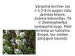 Презентация 'Invazīvās sugas Latvijā', 9.
