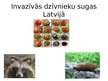 Презентация 'Invazīvās sugas Latvijā', 11.
