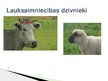 Презентация 'Lauksaimniecības dzīvnieki: govis, aitas', 1.