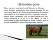 Презентация 'Lauksaimniecības dzīvnieki: govis, aitas', 4.