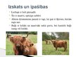 Презентация 'Lauksaimniecības dzīvnieki: govis, aitas', 5.