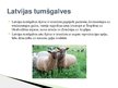 Презентация 'Lauksaimniecības dzīvnieki: govis, aitas', 13.