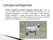 Презентация 'Lauksaimniecības dzīvnieki: govis, aitas', 14.