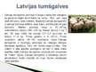Презентация 'Lauksaimniecības dzīvnieki: govis, aitas', 15.