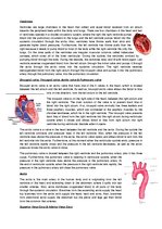 Конспект 'The Cardio-Respiratory and Energy Systems', 2.