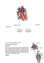 Конспект 'The Cardio-Respiratory and Energy Systems', 7.