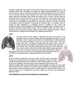 Конспект 'The Cardio-Respiratory and Energy Systems', 9.