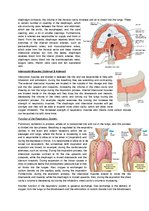 Конспект 'The Cardio-Respiratory and Energy Systems', 11.