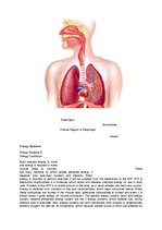 Конспект 'The Cardio-Respiratory and Energy Systems', 15.