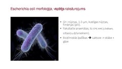 Презентация 'Escherichia coli mikrobioloģiskās diagnostikas principi', 2.
