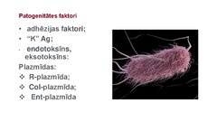 Презентация 'Escherichia coli mikrobioloģiskās diagnostikas principi', 3.