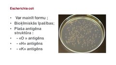 Презентация 'Escherichia coli mikrobioloģiskās diagnostikas principi', 4.