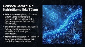 Презентация 'Smadzeņu arhitektūra - sensorās, asociatīvās un motorās zonas', 3.