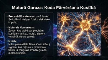 Презентация 'Smadzeņu arhitektūra - sensorās, asociatīvās un motorās zonas', 8.