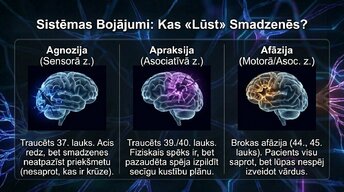 Презентация 'Smadzeņu arhitektūra - sensorās, asociatīvās un motorās zonas', 10.