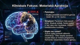 Презентация 'Smadzeņu arhitektūra - sensorās, asociatīvās un motorās zonas', 11.