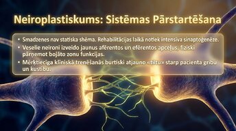Презентация 'Smadzeņu arhitektūra - sensorās, asociatīvās un motorās zonas', 12.