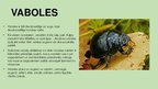 Презентация 'Prezentācija pirmsskolas vecuma bērniem par kukaiņiem. Kukaini mostas', 3.