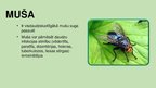 Презентация 'Prezentācija pirmsskolas vecuma bērniem par kukaiņiem. Kukaini mostas', 7.