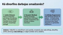 Презентация 'Dinorfīni', 5.