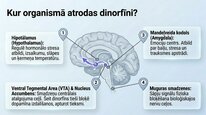 Презентация 'Dinorfīni', 7.