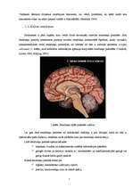 Реферат 'Cilvēka smadzeņu pusložu lateralizācija', 6.