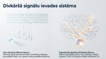 Презентация 'Smadzenītes: koordinācija un motorā mācīšanās', 6.
