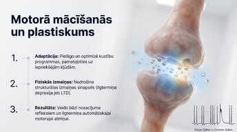 Презентация 'Smadzenītes: koordinācija un motorā mācīšanās', 9.