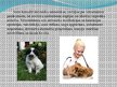Презентация 'Nākotnes profesija - veterinārārsts, mazo dzīvnieku frizieris un kinologs', 4.