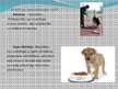 Презентация 'Nākotnes profesija - veterinārārsts, mazo dzīvnieku frizieris un kinologs', 12.