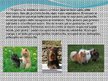 Презентация 'Nākotnes profesija - veterinārārsts, mazo dzīvnieku frizieris un kinologs', 14.