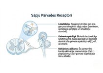 Презентация 'Atvieglojuma ceļš: neiromediatoru lielā modulācija', 4.