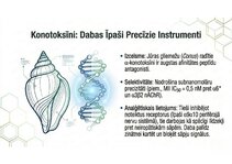 Презентация 'Atvieglojuma ceļš: neiromediatoru lielā modulācija', 14.