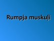 Презентация 'Rumpja muskuļi', 1.