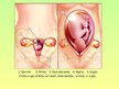 Презентация 'Apaugļošanās un embrija attīstība', 7.