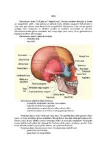 Конспект 'Lemesis (vomer), deguna gliemežnīcas (conha nasalis), mēles kauls (os hyoideum)', 2.