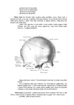 Конспект 'Lemesis (vomer), deguna gliemežnīcas (conha nasalis), mēles kauls (os hyoideum)', 3.