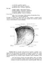 Конспект 'Lemesis (vomer), deguna gliemežnīcas (conha nasalis), mēles kauls (os hyoideum)', 4.