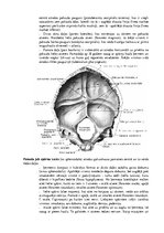 Конспект 'Lemesis (vomer), deguna gliemežnīcas (conha nasalis), mēles kauls (os hyoideum)', 5.