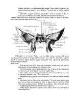 Конспект 'Lemesis (vomer), deguna gliemežnīcas (conha nasalis), mēles kauls (os hyoideum)', 6.