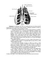 Конспект 'Lemesis (vomer), deguna gliemežnīcas (conha nasalis), mēles kauls (os hyoideum)', 7.