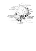 Конспект 'Lemesis (vomer), deguna gliemežnīcas (conha nasalis), mēles kauls (os hyoideum)', 8.