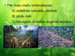 Презентация 'Tropu mežu ekosistēma', 10.