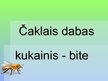 Презентация 'Čaklais dabas kukainis - bite', 2.